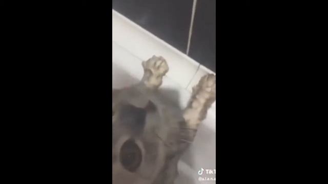 Вырожение недовольства кота смотреть онлайн