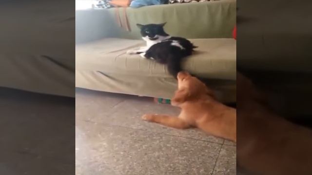 Кот заманил пса хвостом смотреть онлайн