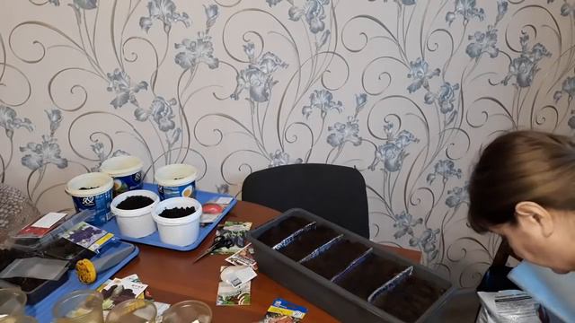 СЕМЕНА С АЛИ ЭКСПРЕСС. 
СЕЮ В ФЕВРАЛЕ!!!