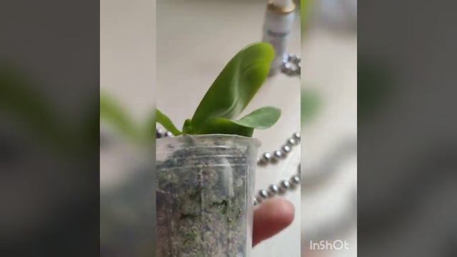 Мокнующие пятна на листьях орхидеи!!! Шок! Исчезли без следа! смотреть онлайн