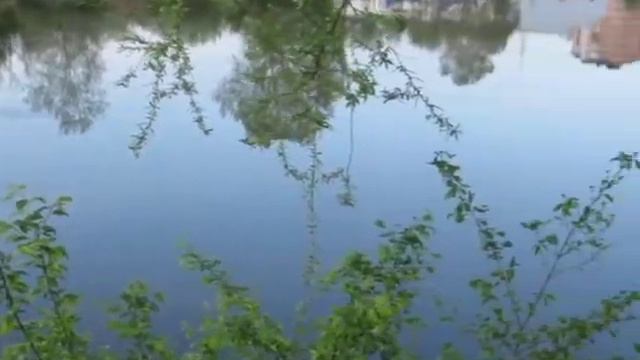 Звуки природы - Лягушачий хор смотреть онлайн