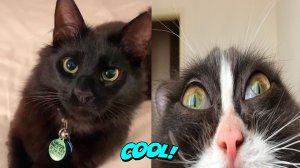 Подборка смешных котов из TIK TOKа  Милые животные #20