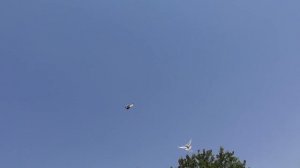 Пакистанские и Благодарненские голуби Шурховецкого Игоря в Благодарном!
