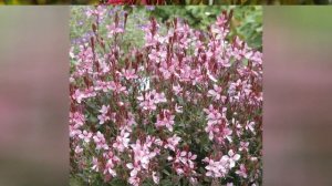 ГАУРА (GAURA)