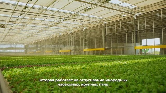Как выращивать зелень круглый год? Arbuz.kz едет в гости к Green Eco, чтобы узнать ответ смотреть онлайн