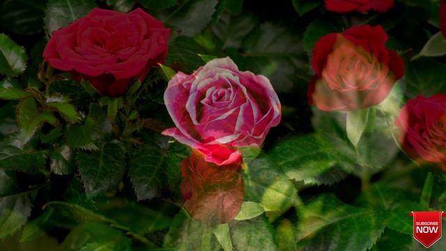 Charming Rose Flowers Garden 4K HDR 60fps With Relaxing Calm Music