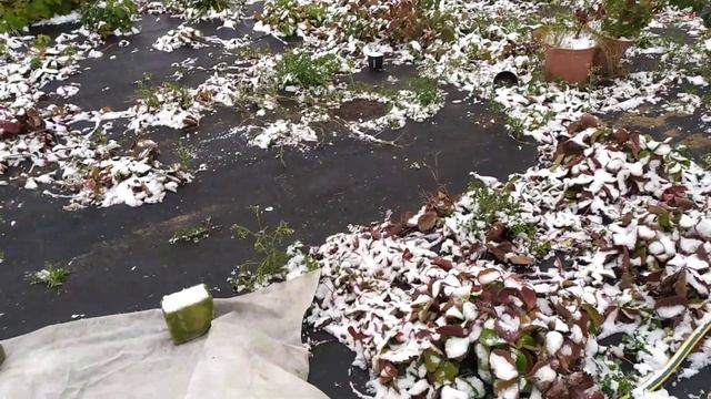 УКРЫТИЕ КЛУБНИКИ НА ЗИМУ. ВСЕ ЗА И ПРОТИВ. смотреть онлайн