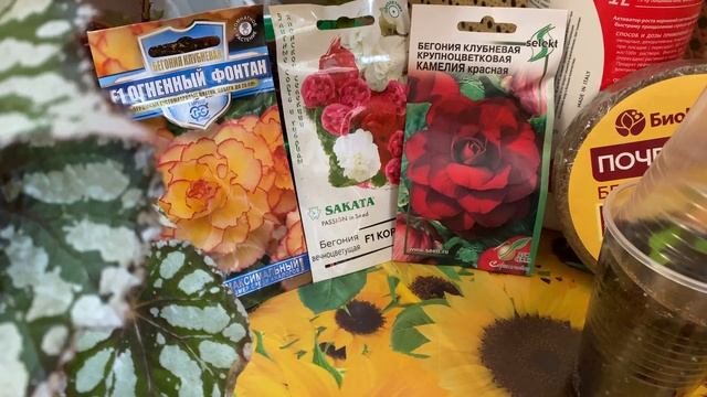 Какие ошибки можно допустить при выращивании бегонии смотреть онлайн