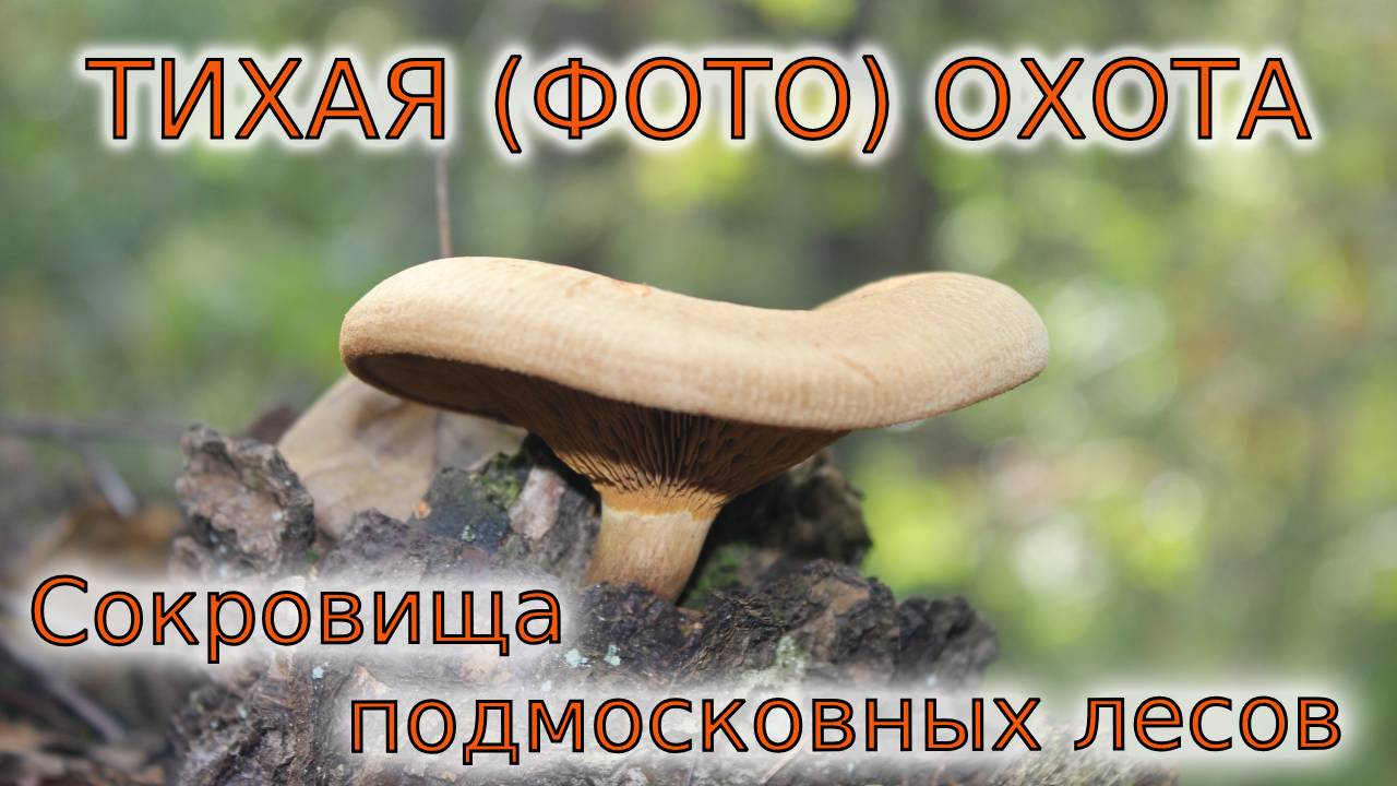 Собираем грибы в Московской области смотреть онлайн