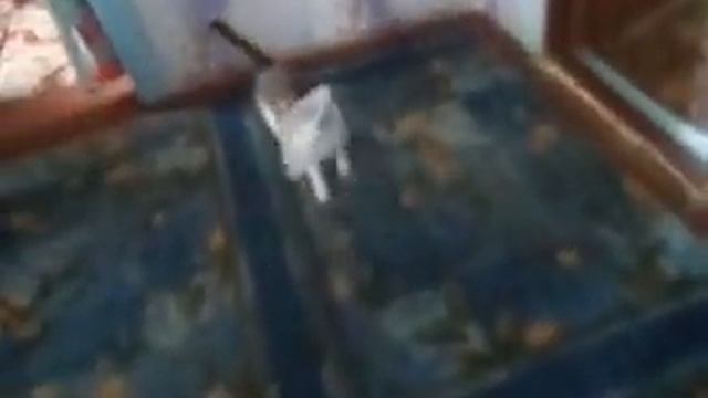 прикол про кошку Лизу №1. смотреть онлайн