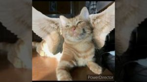 Симбочка Пимпочка 😭😭😭😭😭