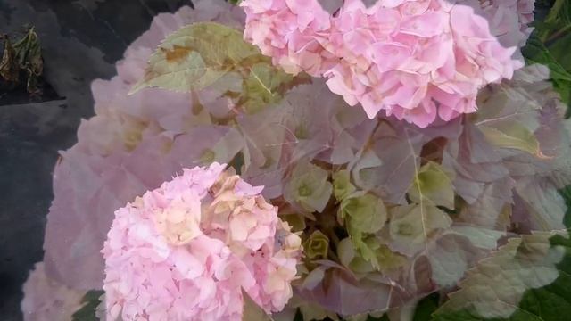 Hydrangea macrophylla Endless summer The Original 2015г. смотреть онлайн