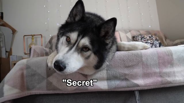 Why My Husky Doesn't BARK! He Answers Fan Questions in English! смотреть онлайн