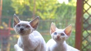 ДЕВОН-РЕКС - ФАКТЫ О ПОРОДЕ ДЕВОН-РЕКС