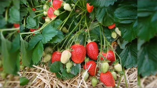 КЛУБНИКА КОЛЛЕКЦИЯ ЛИПАТОВОЙ АНАСТАСИИ // ВАЦАП ДЛЯ ЗАКАЗА КАТАЛОГА 8-915-245-81-59 ПИСЬМЕННО смотреть онлайн