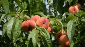 Персик Уфо-3 (2 июля) - Агро Сад