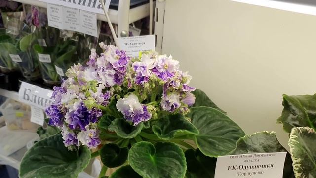 Выставка в Доме Фиалки Март 2020 Стандарты смотреть онлайн