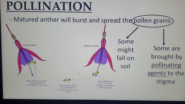 CHAPTER 4 FORM 1 REPRODUCTION Reproduction in Plant смотреть онлайн