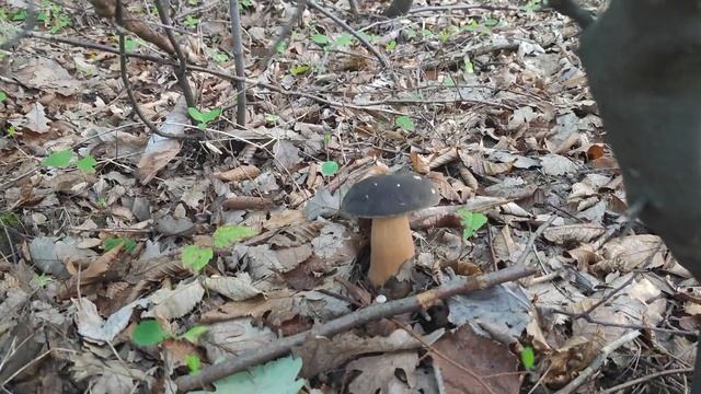 Amanita Caesarea & Boletus Aereus  6. 8. 2022.