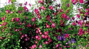 КЛЕМАТИС АВАНГАРД.   Clematis Avant-Garde