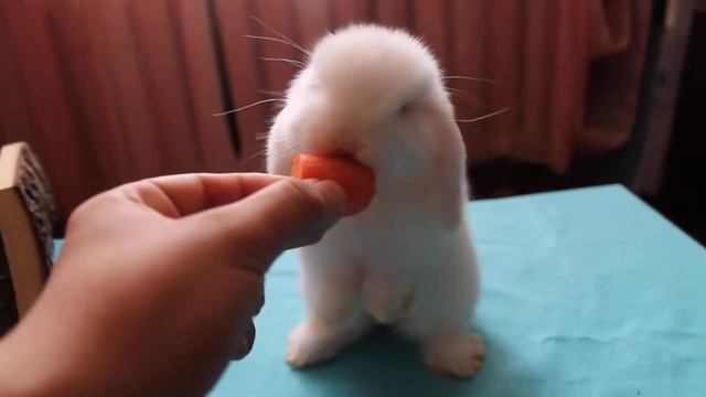 Декоративный кролик ест морковь*Pygmy rabbit eating a carrot смотреть онлайн