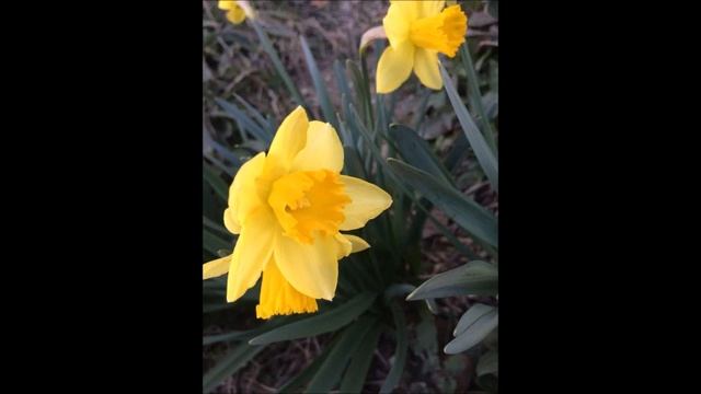 МЕДИТАЦИЯ ПОРТАЛ 12:12 Амелия Рей Квантовая Многомерность смотреть онлайн