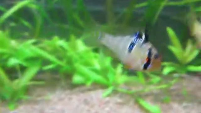 Blue rams смотреть онлайн