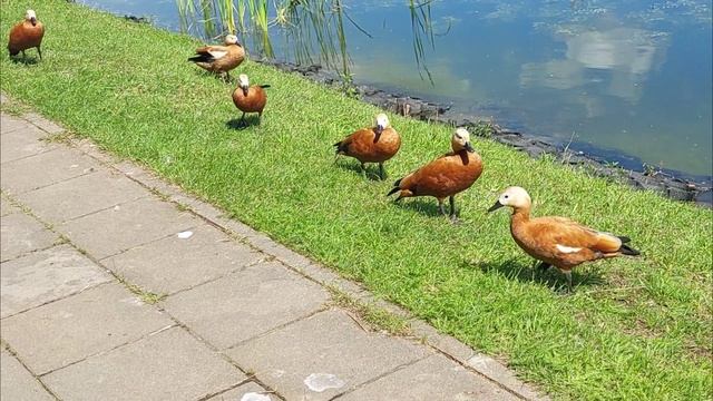 УТРО НА ПРУДУ смотреть онлайн