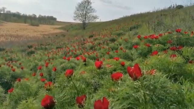 Зацвели пионы на холмах Радищевского района! Красота! смотреть онлайн