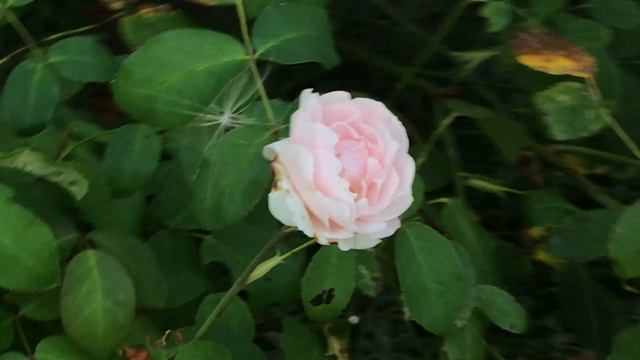 Rosier anglais 'Barbara Austin' Rose clair florifère смотреть онлайн