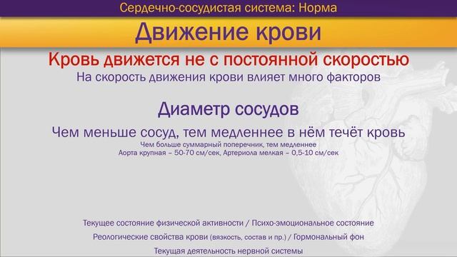 Ключевые особенности нормальной анатомии и физиологии сердечно-сосудистой системы - Часть 1 [S06E01