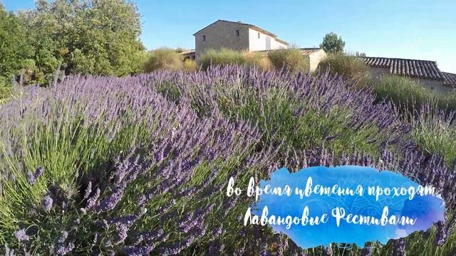 Лавандовые поля. Цветение лаванды. Прованс, Франция смотреть онлайн