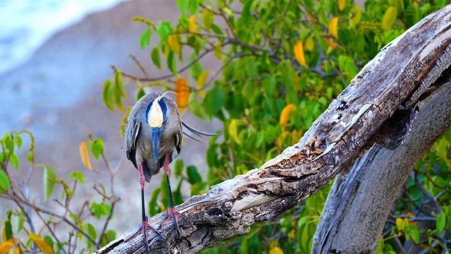 Фауна Кюрасао
