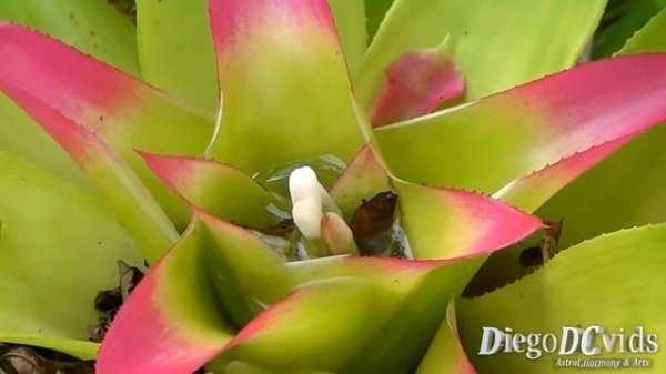 Nidularium innocentii - Bromelia species - Bromélia (Bromeliaceae - Bromelioideae)