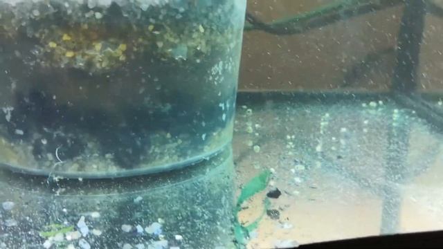 ?Кормление малька ?альбиноса? смотреть онлайн