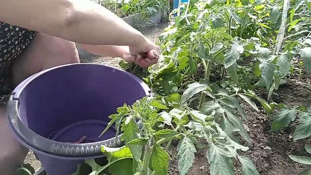 Сбор урожая редиски. смотреть онлайн