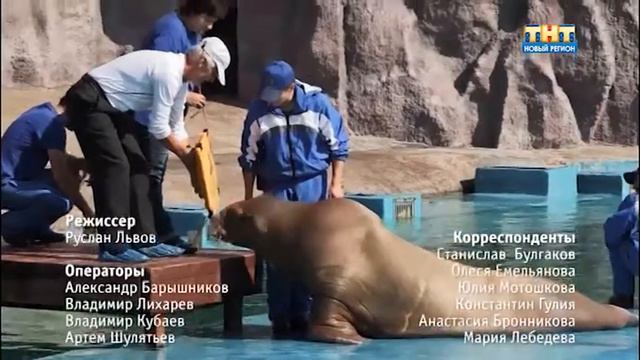 Город говорит: Моржи. смотреть онлайн