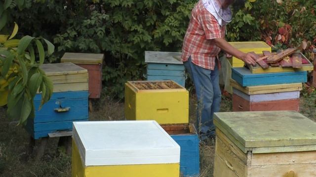 Улучшаю пасеку. Меняю старые ульи на новые.