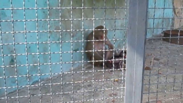 Малыш гамадрилов смотреть онлайн