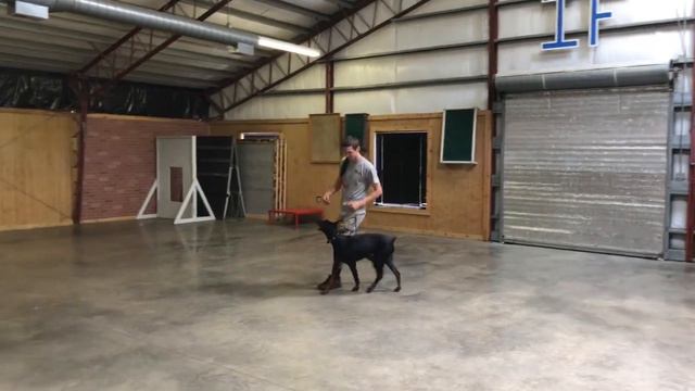 Super Star Doberman "Fenick" 20 Mo's Off Leash Obedience/Protection Dog Sales смотреть онлайн