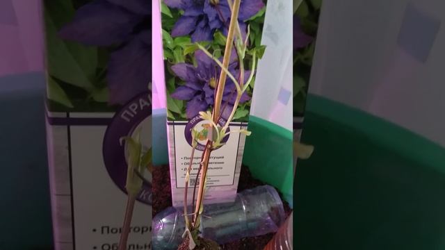 Агрофирма Поиск, клематис Даниэль Деронда смотреть онлайн