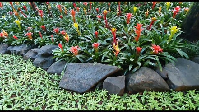 Decorating bromeliads and tillandsia .... Work in progress ..... January 5, 2021 смотреть онлайн