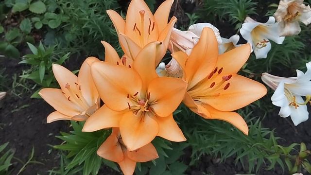 Сиджу у лісі смотреть онлайн