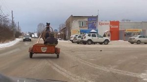 цыганские лошади город пермь продаем  ладэл о боря  незгуренко