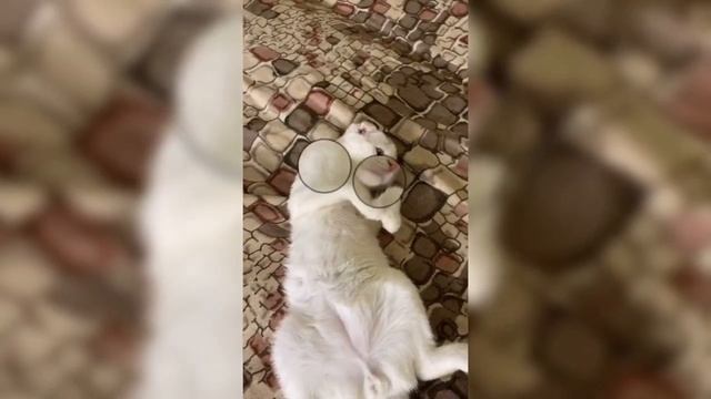 Кошка с большими глазами смотреть онлайн