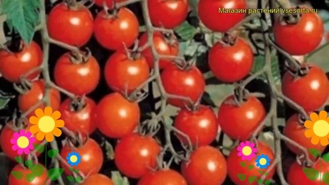 Томат обыкновенный Вишенка красная. Краткий обзор, описание характеристик Vishenka Krasnaia