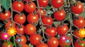 Томат обыкновенный Вишенка красная. Краткий обзор, описание характеристик Vishenka krasnaia