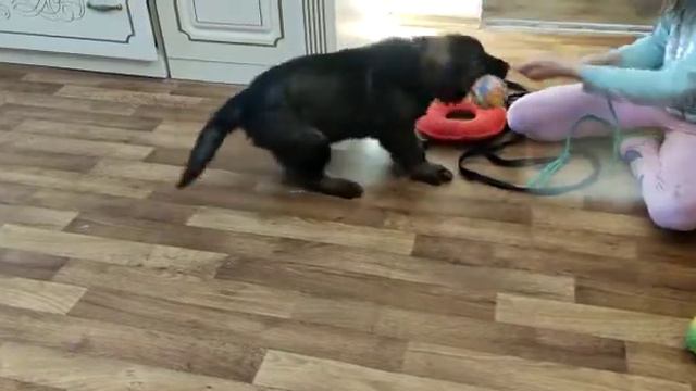 Елма фом Грюнен Штадт ( свободный щенок )52 дня смотреть онлайн