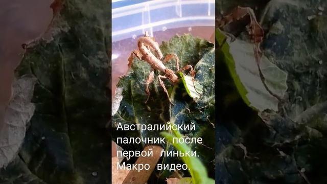 Маленький палочник ест. смотреть онлайн