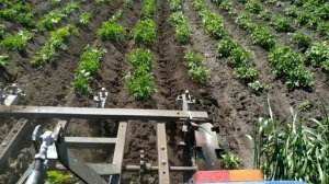 Прополка и окучивание  картофеля минитрактором jinma240